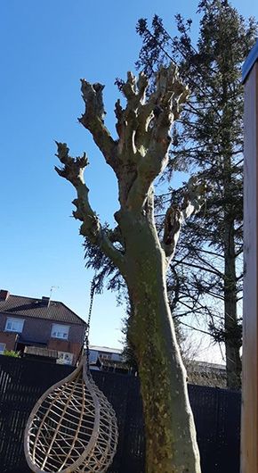 Elagage d'arbre avant-après