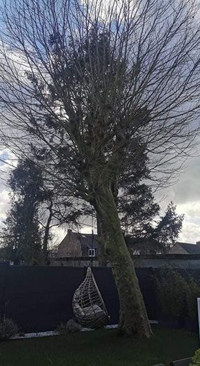 Elagage d'arbre avant-après